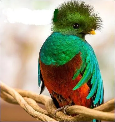 Que mangent-ils souvent ?