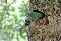 Combien la femelle pond-elle d'�ufs ?