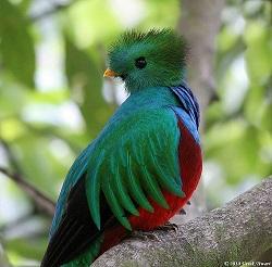 Le quetzal