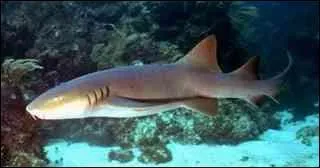 Alors celui-là est :