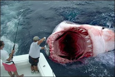 Mon requin préféré est