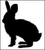 Quel est cet animal ?