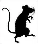 Quel est cet animal ?