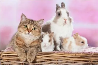 Voici la famille lapin ! Ils sont quatre !