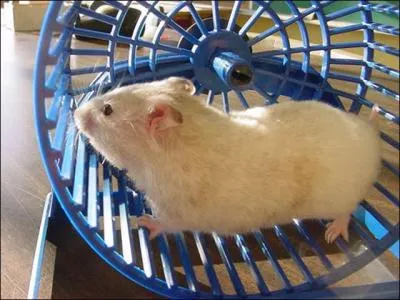 Ce hamster utilise sa roue d'exercice, surtout la nuit.