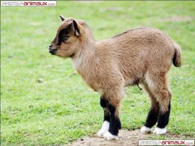Cet animal est le petit de la chèvre.