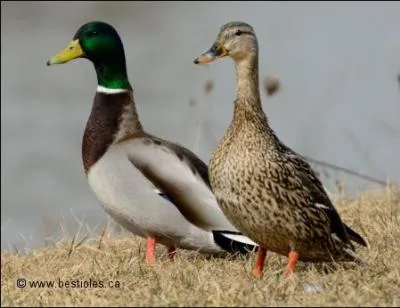 Le canard colvert mâle se trouve à droite de la photo.