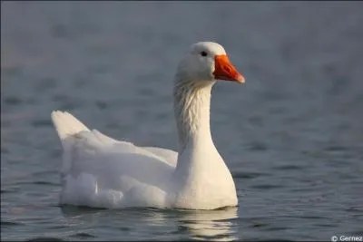 Ce petit cygne nage tranquillement.