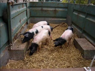 Ce ne sont pas des porcs.