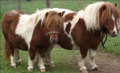Ces poneys font partie de la famille des équidés.