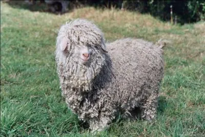 Cette belle chèvre angora vous regarde.