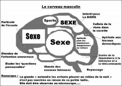 Parlez-moi des capacités du cerveau. (Agrandissez l'image) ^^
