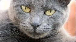 Quelle est la race de ce chat ?