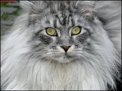 Quelle est la race de ce chat ?