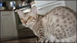 Quelle est la race de ce chat ?