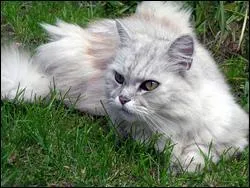 Quelle est la race de ce chat ?