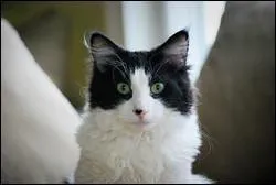 Quelle est la race de ce chat ?
