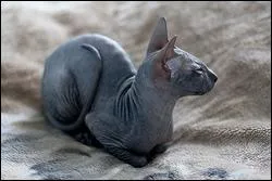 Quelle est la race de ce chat ?