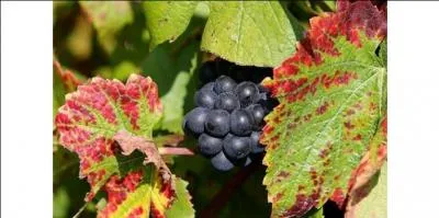 Tous les vins produits en Champagne ne sont pas effervescents. Il existe aussi des vins rouges et blancs tranquilles. Laquelle de ces appellations n'est pas champenoise ?