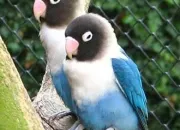 Quiz Les diffrentes espces d'oiseaux 1