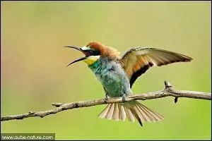 Quel est cet oiseau ?