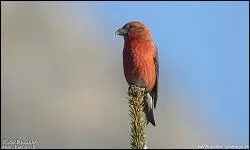 Quel est cet oiseau ?