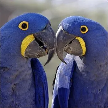 Quel est cet oiseau ?