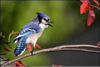 Quel est cet oiseau ?