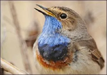 Quel est cet oiseau ?