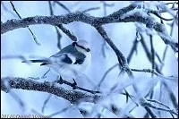 Quel est cet oiseau ?