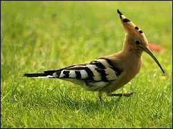 Quel est cet oiseau ?