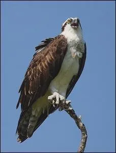 Quel est cet oiseau ?