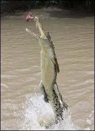 Que fait le crocodile lorsqu'il dévore une proie ?