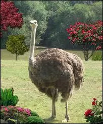 De quelle couleur sont les ufs des émeus ?