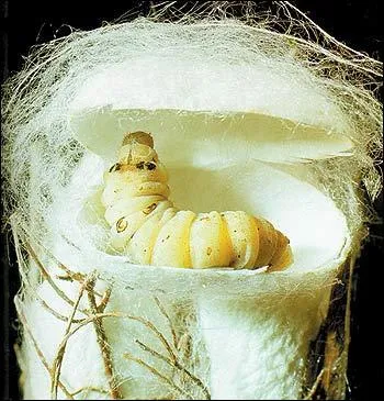 De quoi le ver à soie se nourrit-il ?