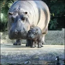 Combien de doigts l'hippopotame possède-t-il à chaque pied ?