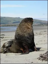 Quelles otaries peut-on rencontrer en Amérique du Sud ?