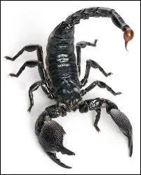 De quelle famille les scorpions font-ils partie ?