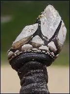 Comment s'appelle ce crustacé vivant fixé aux rochers ?