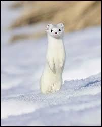 Quiz Animaux
