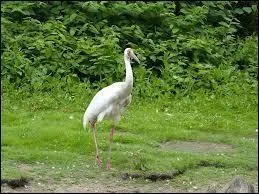 Quelle est la longévité de la grue de Sibérie ?