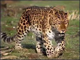 Quelle est la longévité de la panthère de Chine ?