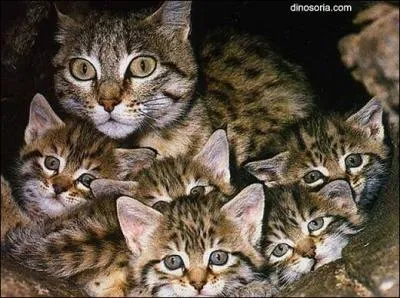 Quelle est la longévité du chat forestier ?