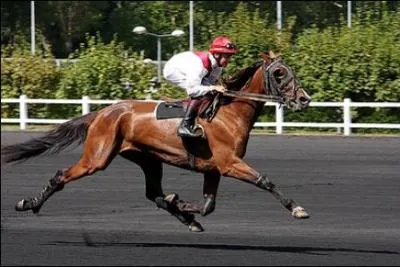 Comment s'appelle le cavalier des courses de trot monté ?