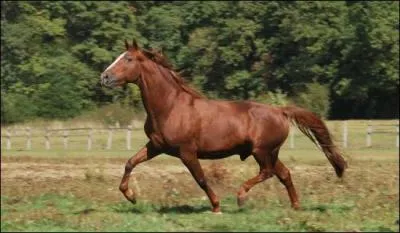 Quelle est la race de trotteurs la plus grande ?