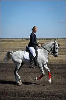 Quelle est la race de trotteurs issue d'un croisement entre le trotteur d'Orlov et le trotteur américain ?