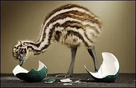 Allez-vous trouver la couleur d'un uf d'émeu ?