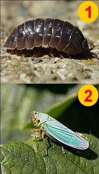 Si je vous dis "La cicadelle". Quel numéro allez-vous choisir ?