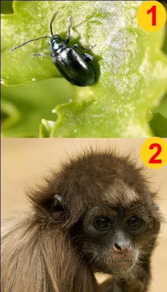 Si je vous dis "L'atèle". Quel numéro allez-vous choisir ?