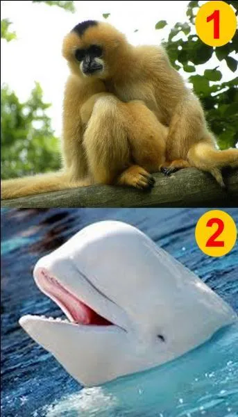 Si je vous dis "Le béluga". Quel numéro allez-vous choisir ?